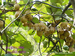 河南省西峽縣獼猴桃 產(chǎn)地直銷(xiāo)，新鮮直達(dá)