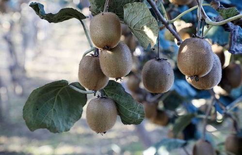 秋日好食光 幫農(nóng)助農(nóng)酷消銷(xiāo)賦能，陜西周至獼猴桃產(chǎn)業(yè)走上快車(chē)道