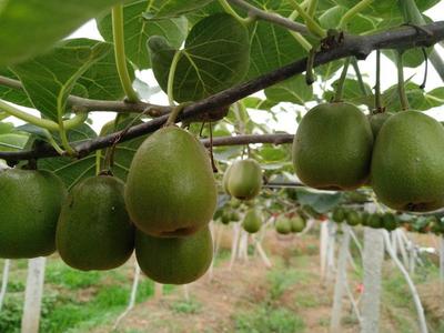 四川綿陽安州區紅心獼猴桃 優質果品，批發價僅5.00元/斤