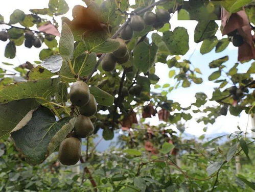 德威鎮海子村 200畝獼猴桃挑大梁，甜蜜產業富鄉村