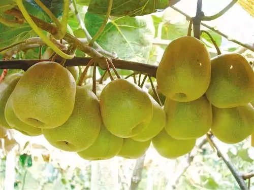 黑山北門4萬斤獼猴桃待售，呼吁社會力量助果農渡難關